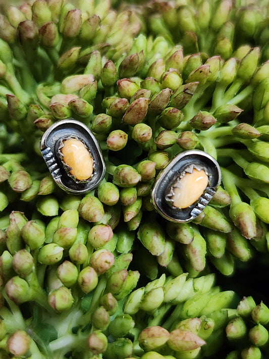Light colored Spiny Oyster Earrings